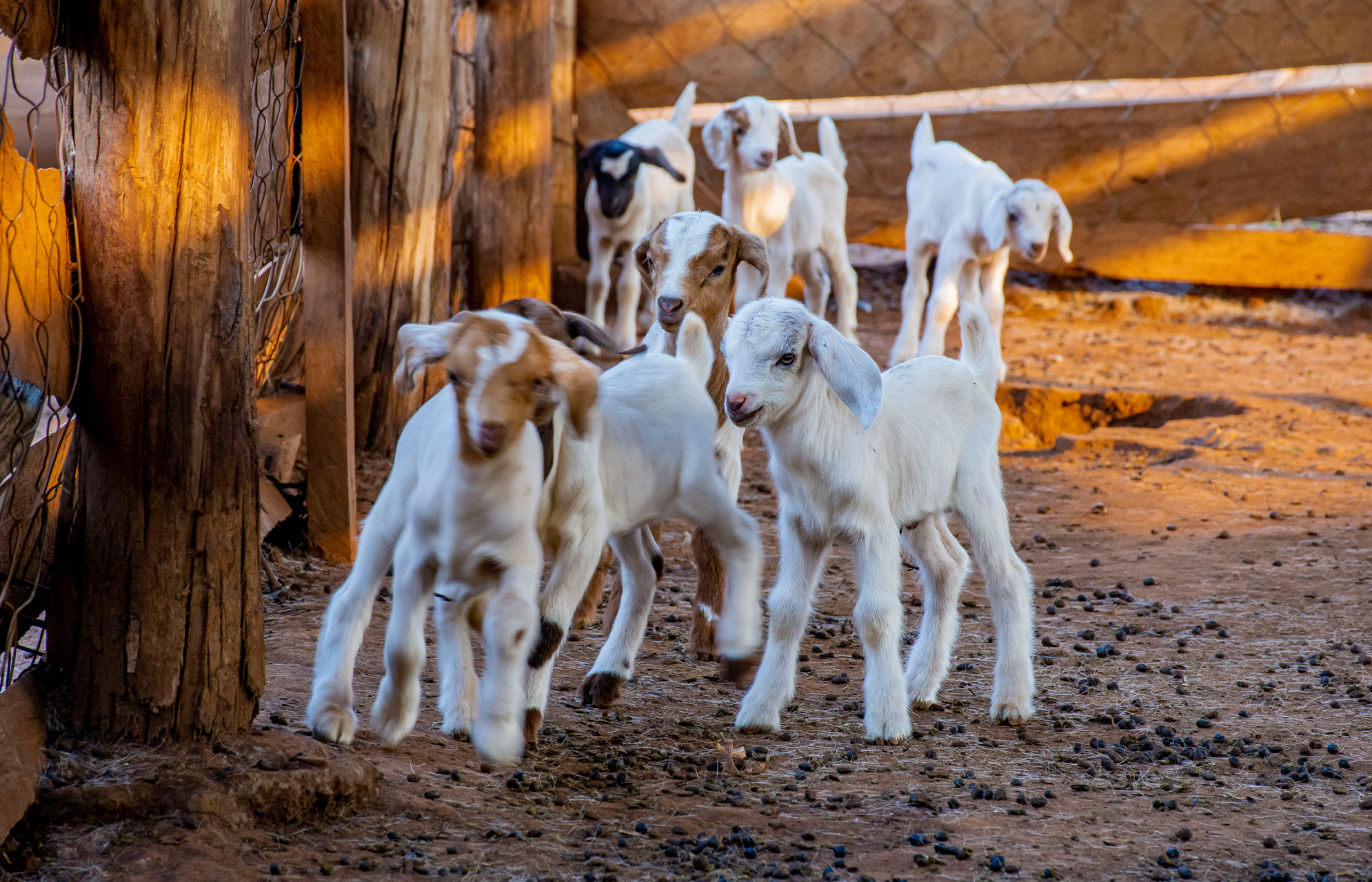 Goat Farm